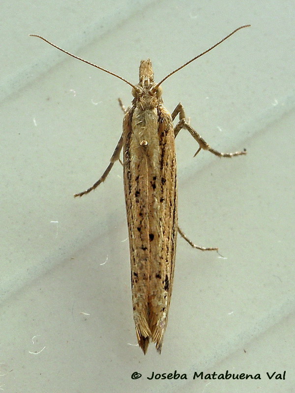 Micro da id - Ypsolopha ustella, Ypsolophidae